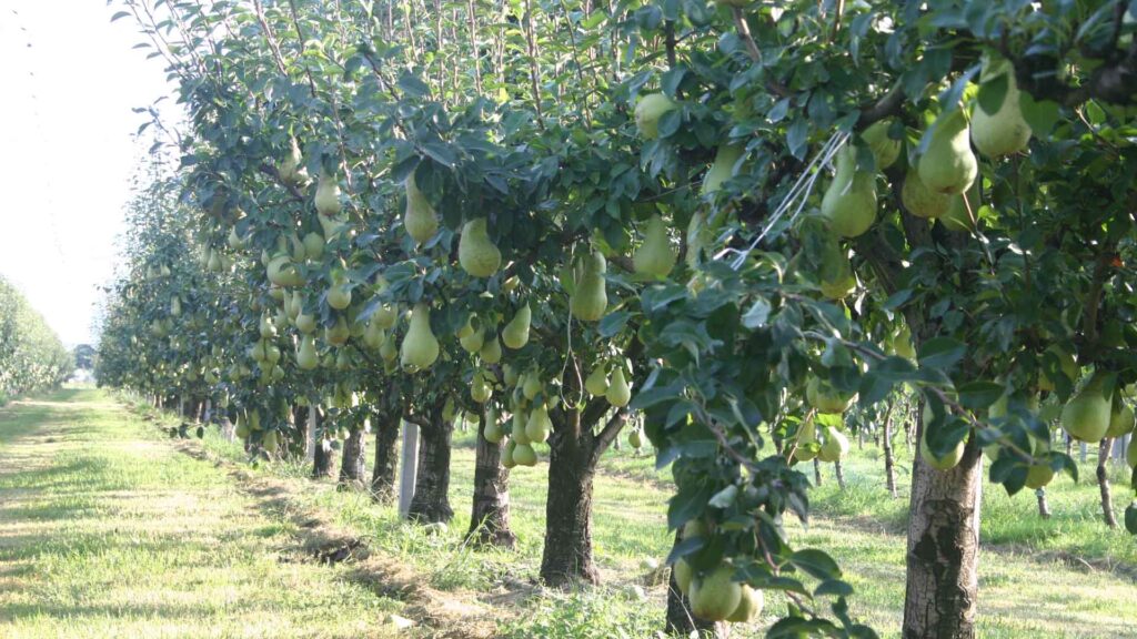 Op Kiwi Sole stabilimenti in tutta italia